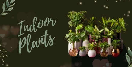 Indoor Plants