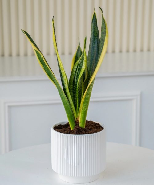 Snake Plant – Premium Air-Purifying Indoor Plant-img